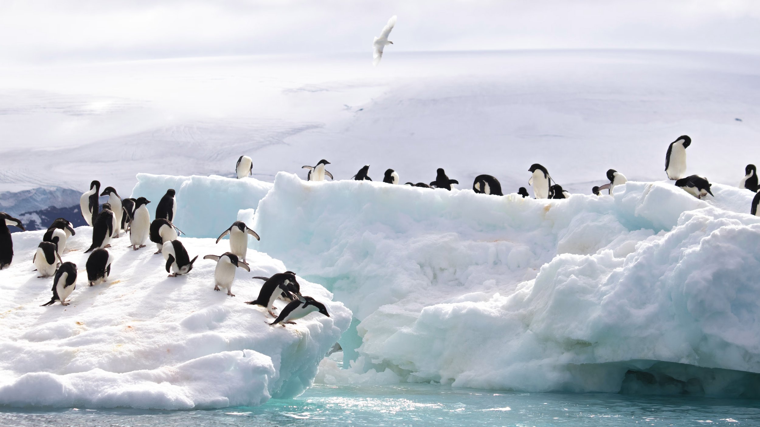 Introduction to Antarctic Peninsula Attractions