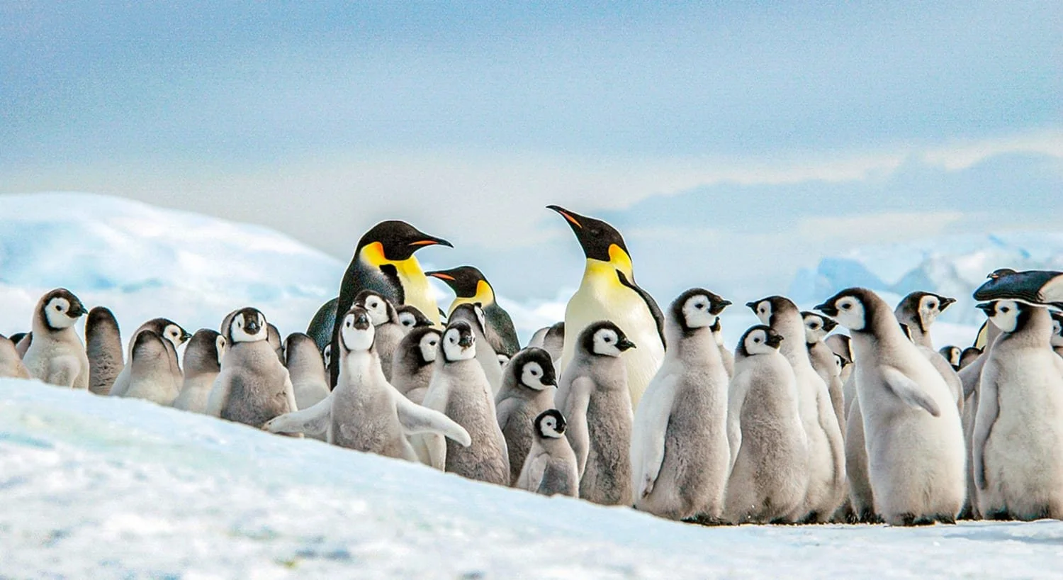 Single-Island Series (Part 3): Weddell Sea and Emperor Penguins