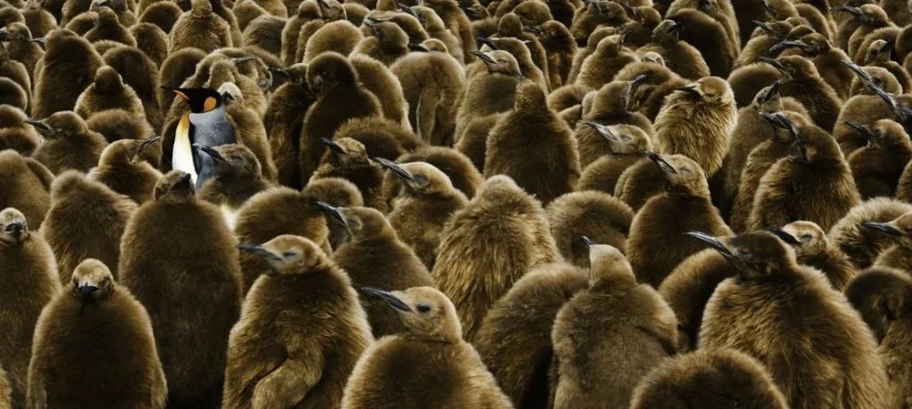 南極雙島行程 2025-2028