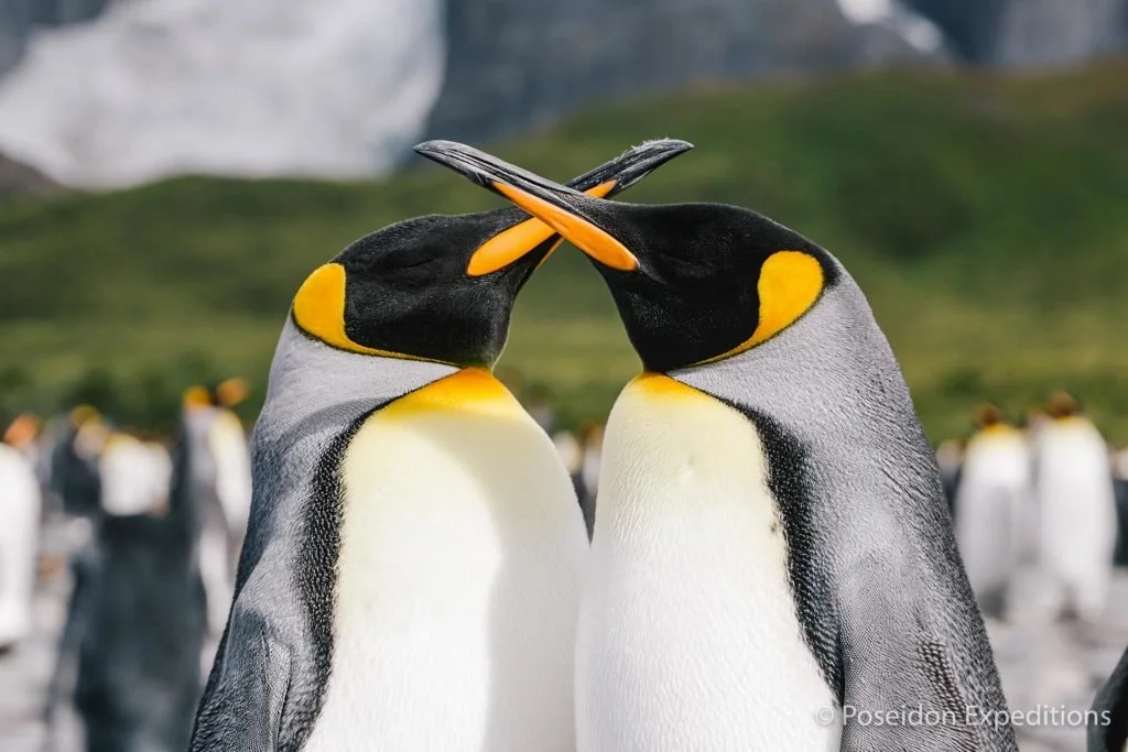 Without setting foot on South Georgia, don't say you  have been to Antarctica.