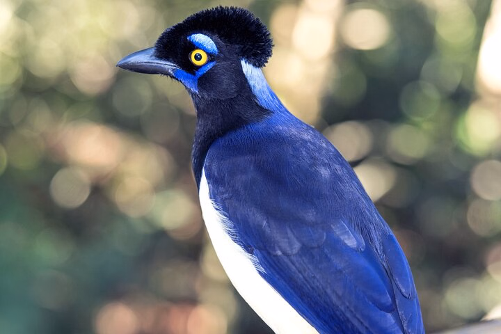 伊瓜蘇瀑布探索：阿根廷+巴西【兩日一夜】