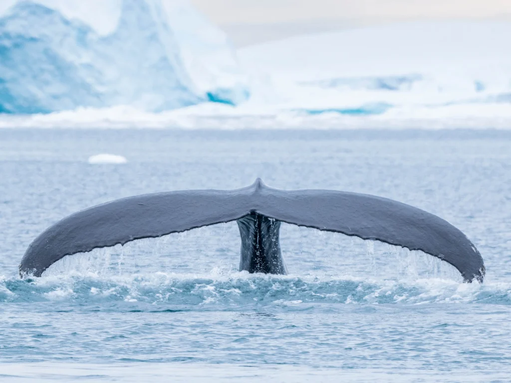 lex greenland+ilulissat+mn 0722 142
