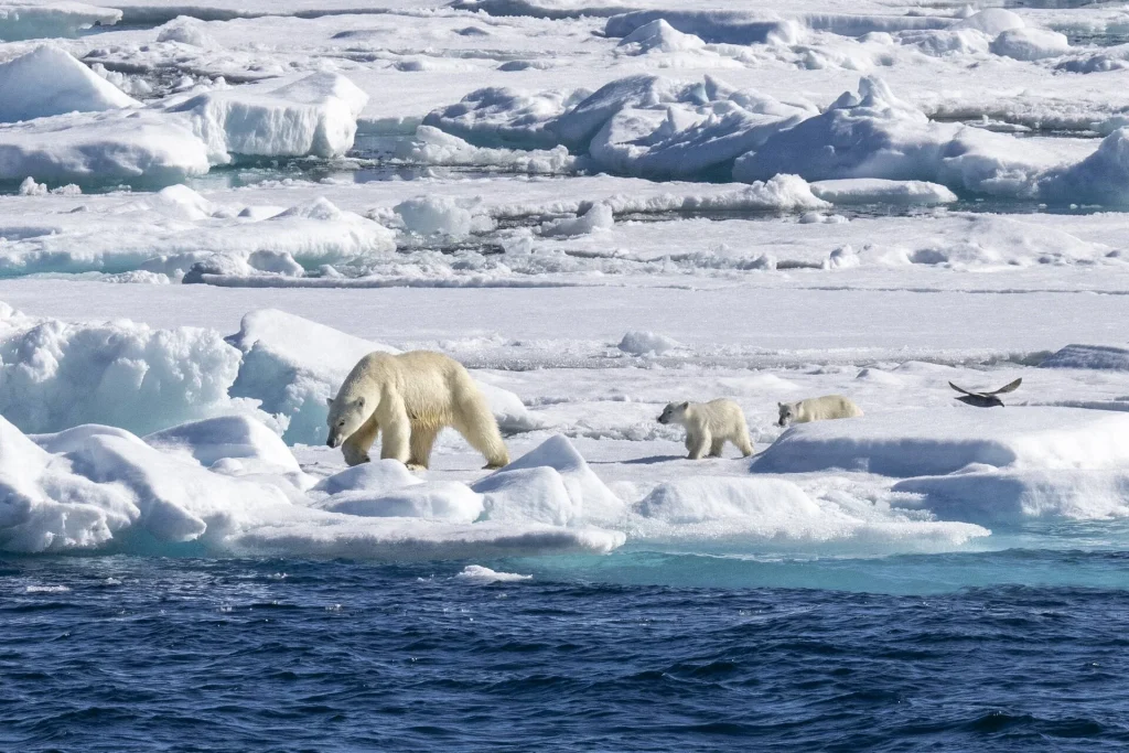 polar bear and cubs storoya svalbard scott portelli