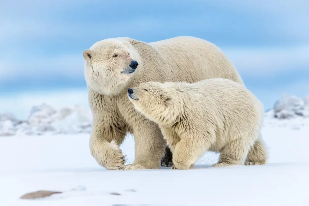 polar bears
