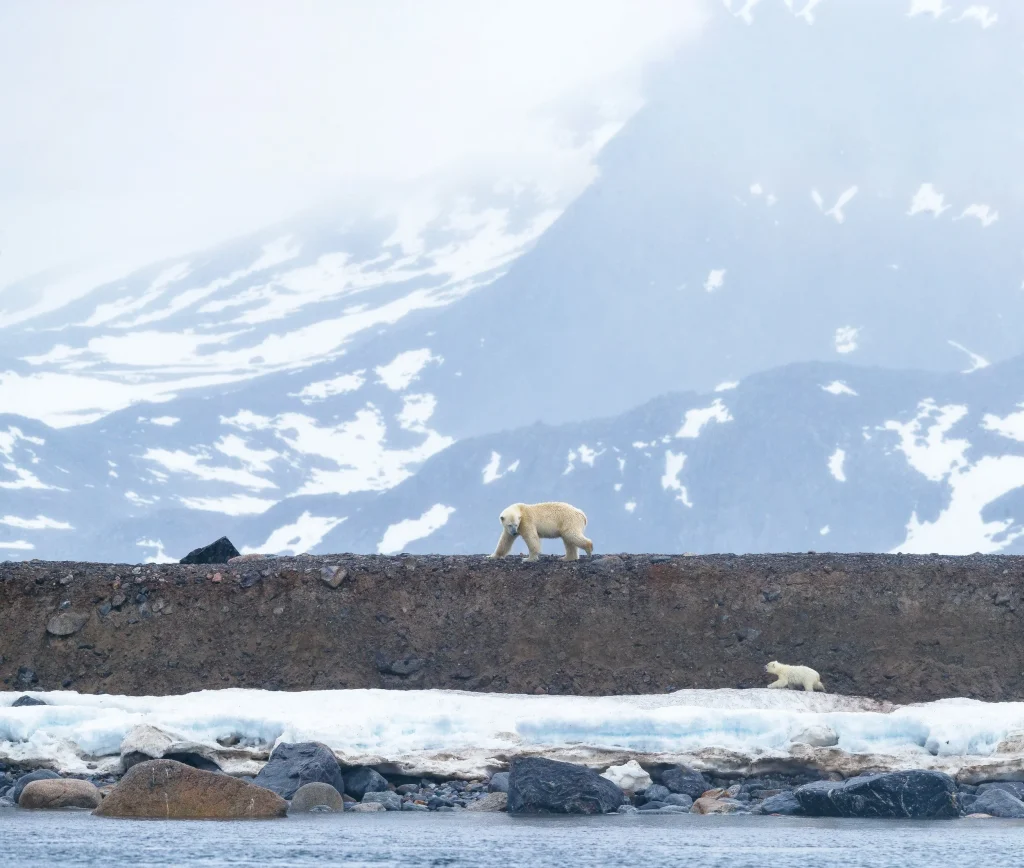 quarkexpeditions nickysouness +arctic+ocean+atlantic+svalbald+smeerburg+polar+bear+cub+whale 0784 credit nickysouness