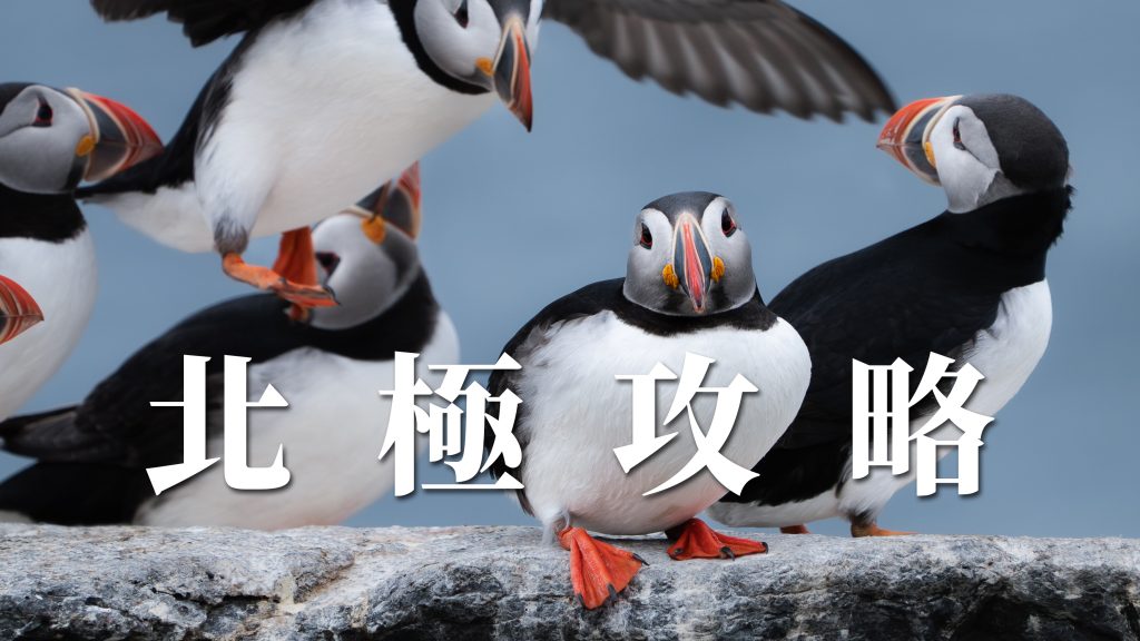2026-2028 北極郵輪旅遊全攻略|北極熊.極光.冰川一次搞定
