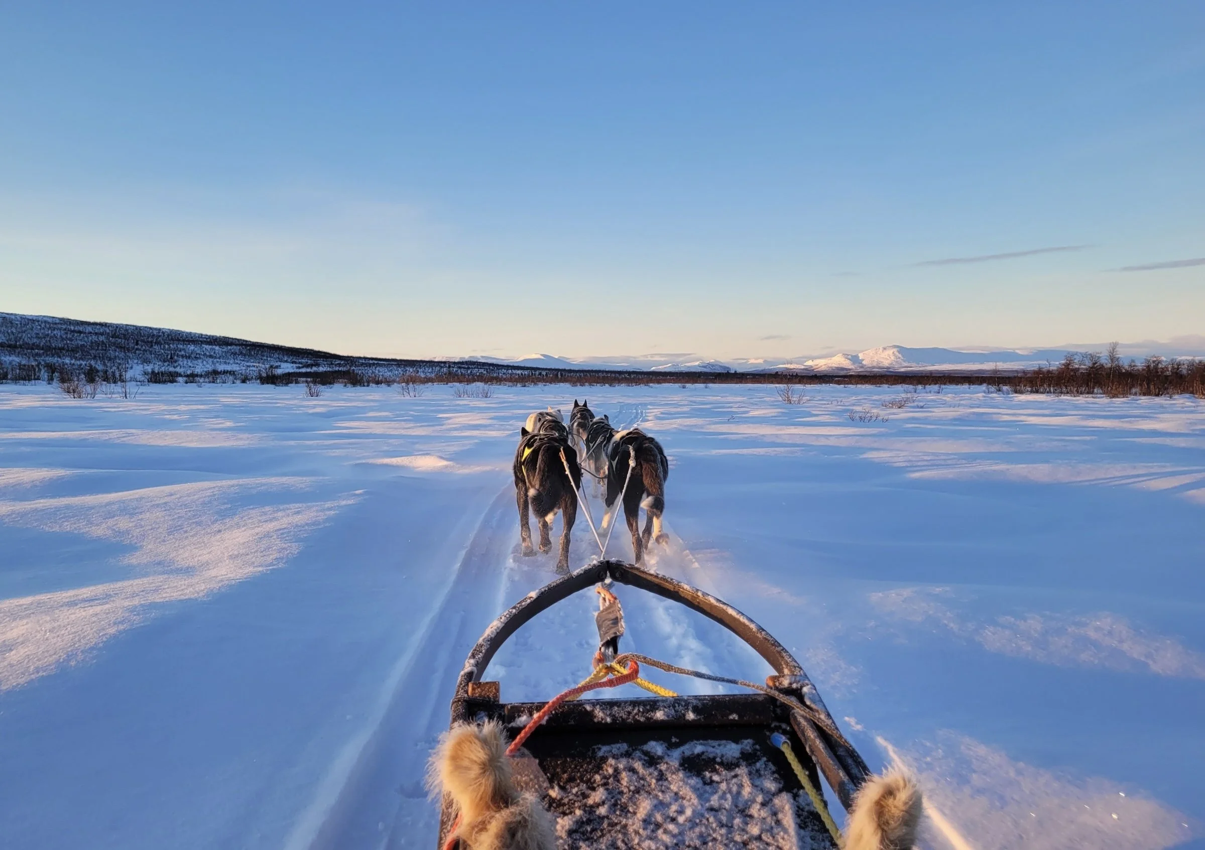 dog sledding