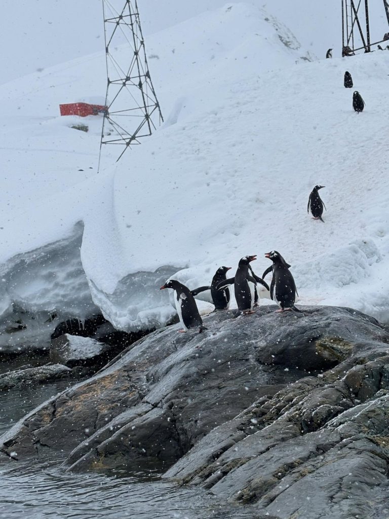 albatros expeditions antarctica peninsula penguins on rocks crystal lam 24 25