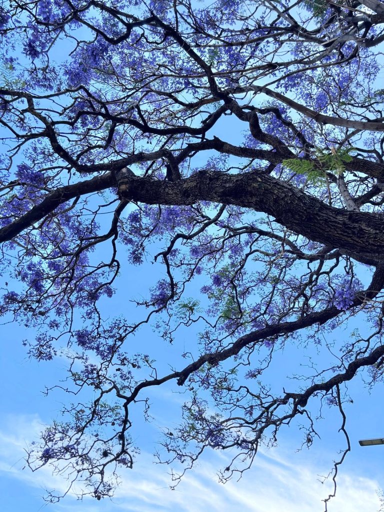 buenos aires jacaranda blossom crystal lam 24 25