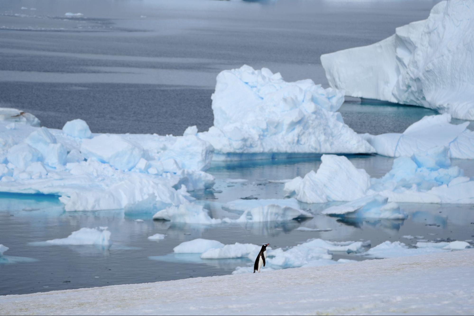 polar latitudes antarctica peninsula gentoo penguin and icebergs harry tsui 23 24
