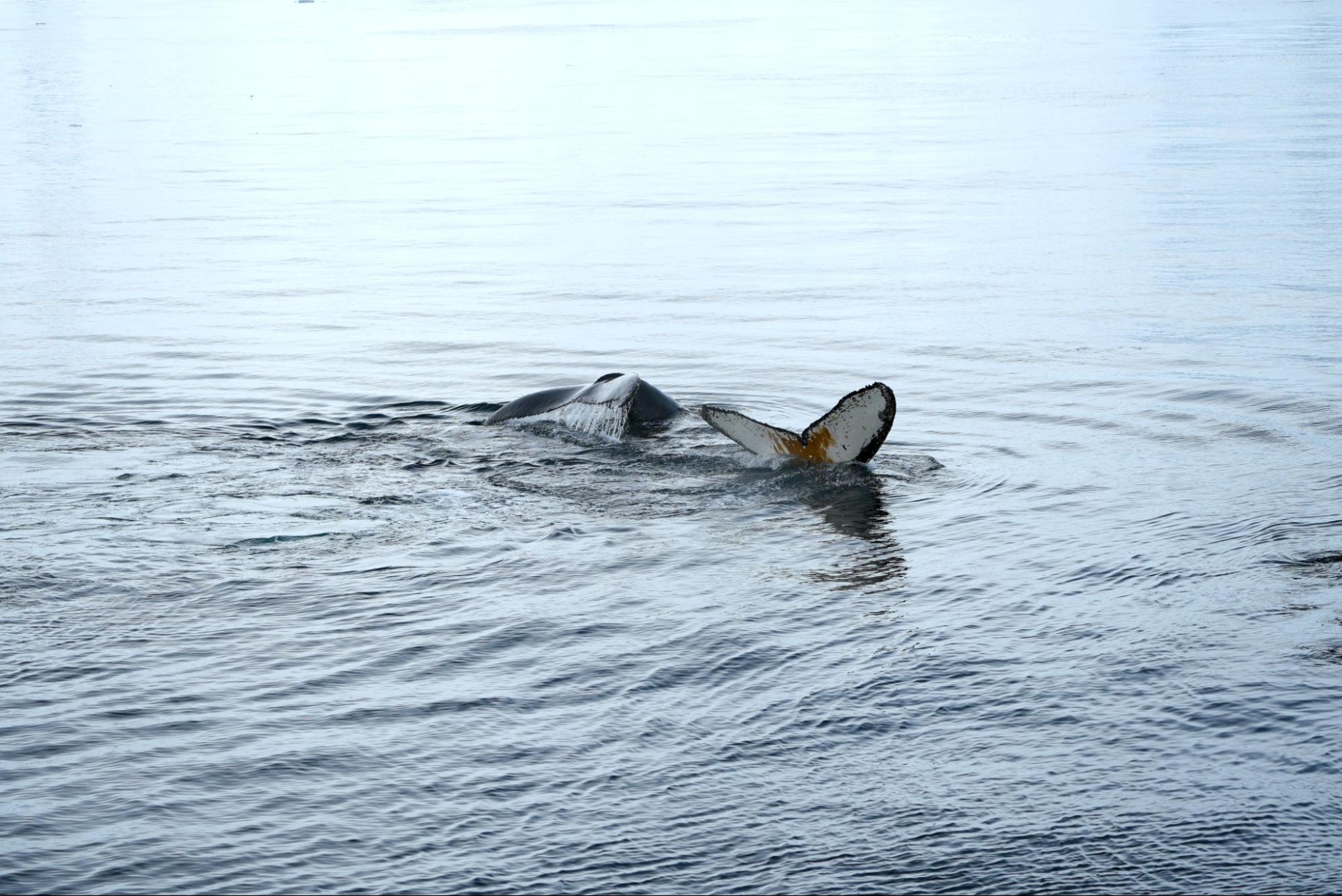 polar latitudes antarctica peninsula whale surfacing harry tsui 23 24