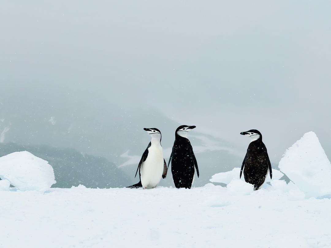quark antarctica peninsula chinstrap penguins vivien nyon 2026