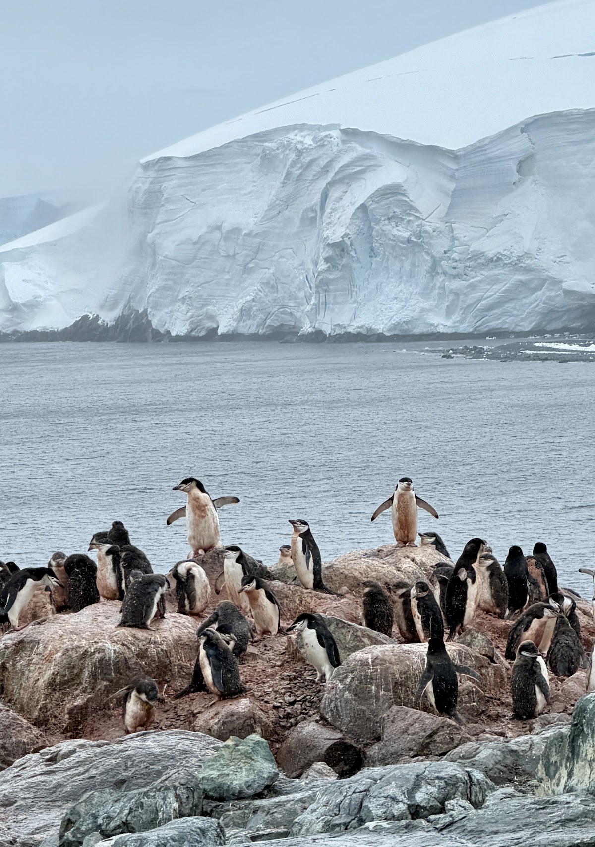 quark antarctica peninsula gentoo colony glacier vivien nyon 2026