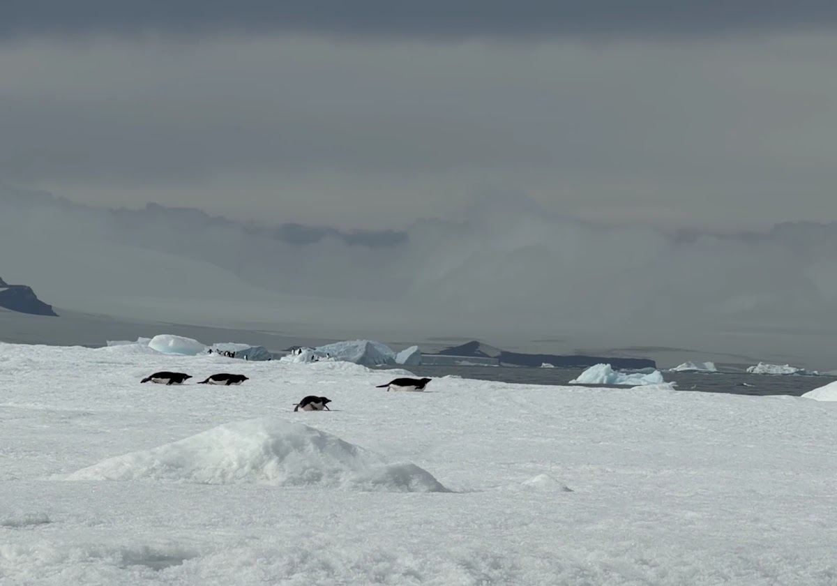quark antarctica peninsula icebergs misty vivien nyon 2026