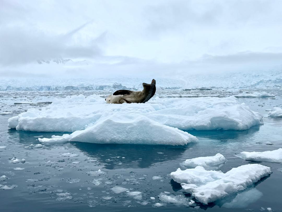 quark antarctica peninsula seal on ice floe vivien nyon 2026