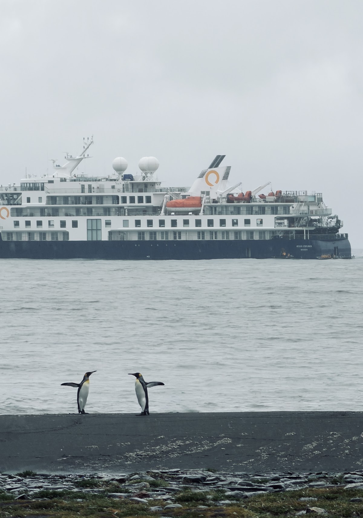 quark antarctica peninsula ship and gentoo penguins vivien nyon 2026