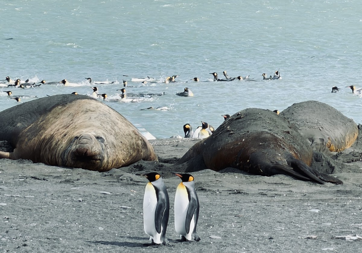 quark south georgia elephant seals and king penguins vivien nyon 2026