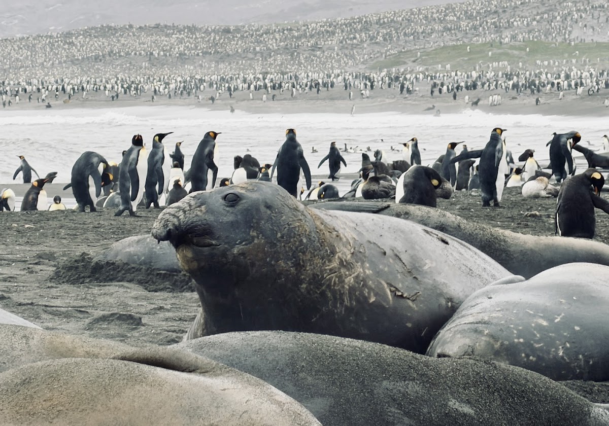 quark south georgia elephant seals vivien nyon 2026