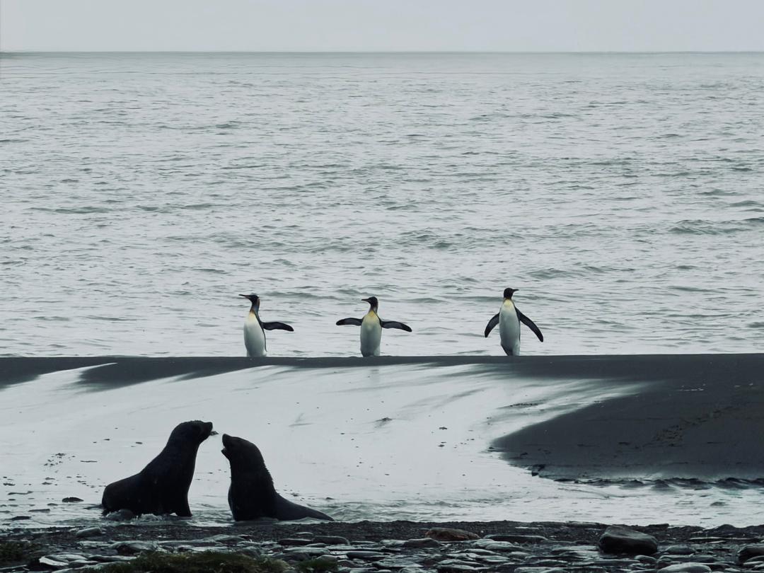 quark south georgia fur seals vivien nyon 2026