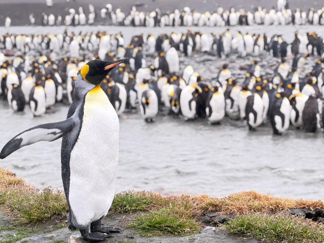 quark south georgia king penguin closeup vivien nyon 2026