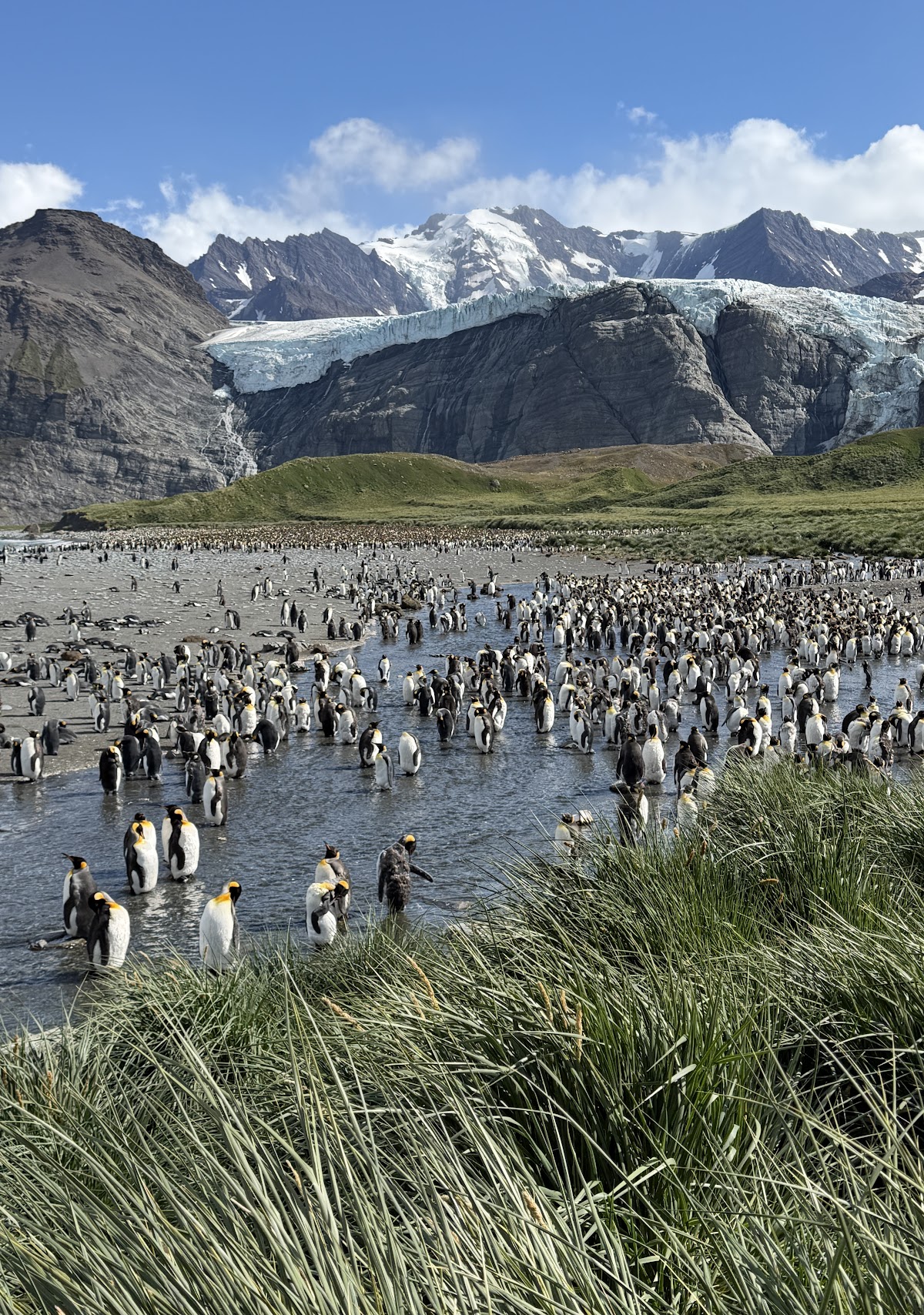 quark south georgia king penguin colony glacier vivien nyon 2026