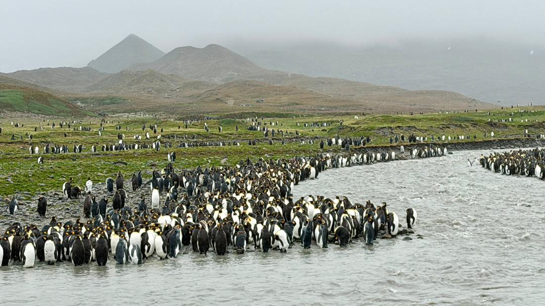 quark south georgia king penguin colony misty vivien nyon 2026