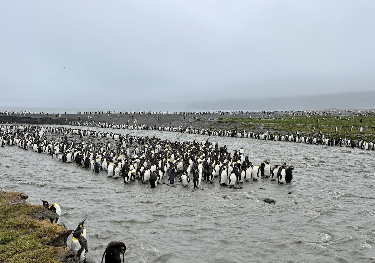 quark south georgia king penguin colony shore vivien nyon 2026