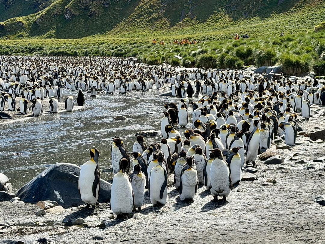 quark south georgia king penguin colony vivien nyon 2026