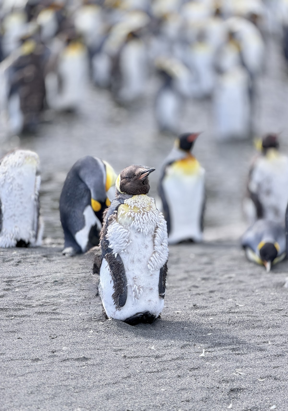 quark south georgia king penguins and chick vivien nyon 2026