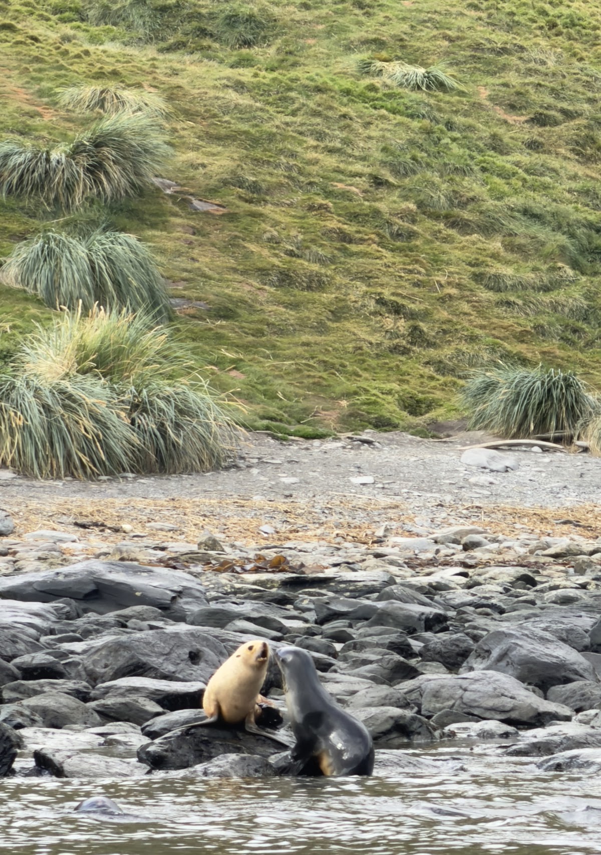 quark south georgia king penguins and fur seals vivien nyon 2026