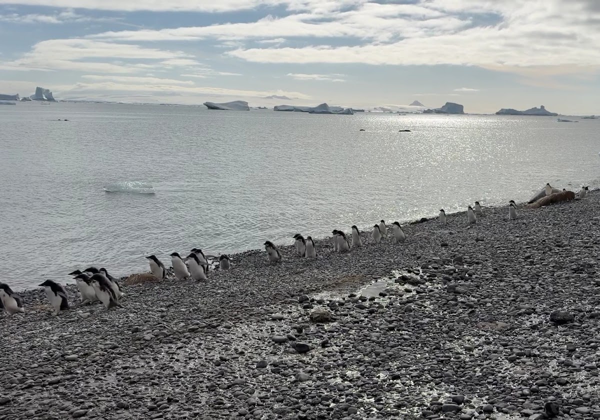 quark south georgia king penguins beach distant vivien nyon 2026