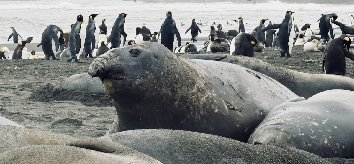 quark south georgia king penguins beach panorama vivien nyon 2026