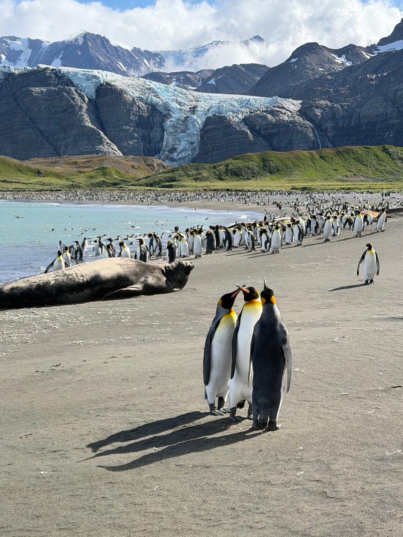 quark south georgia king penguins beach vivien nyon 2026