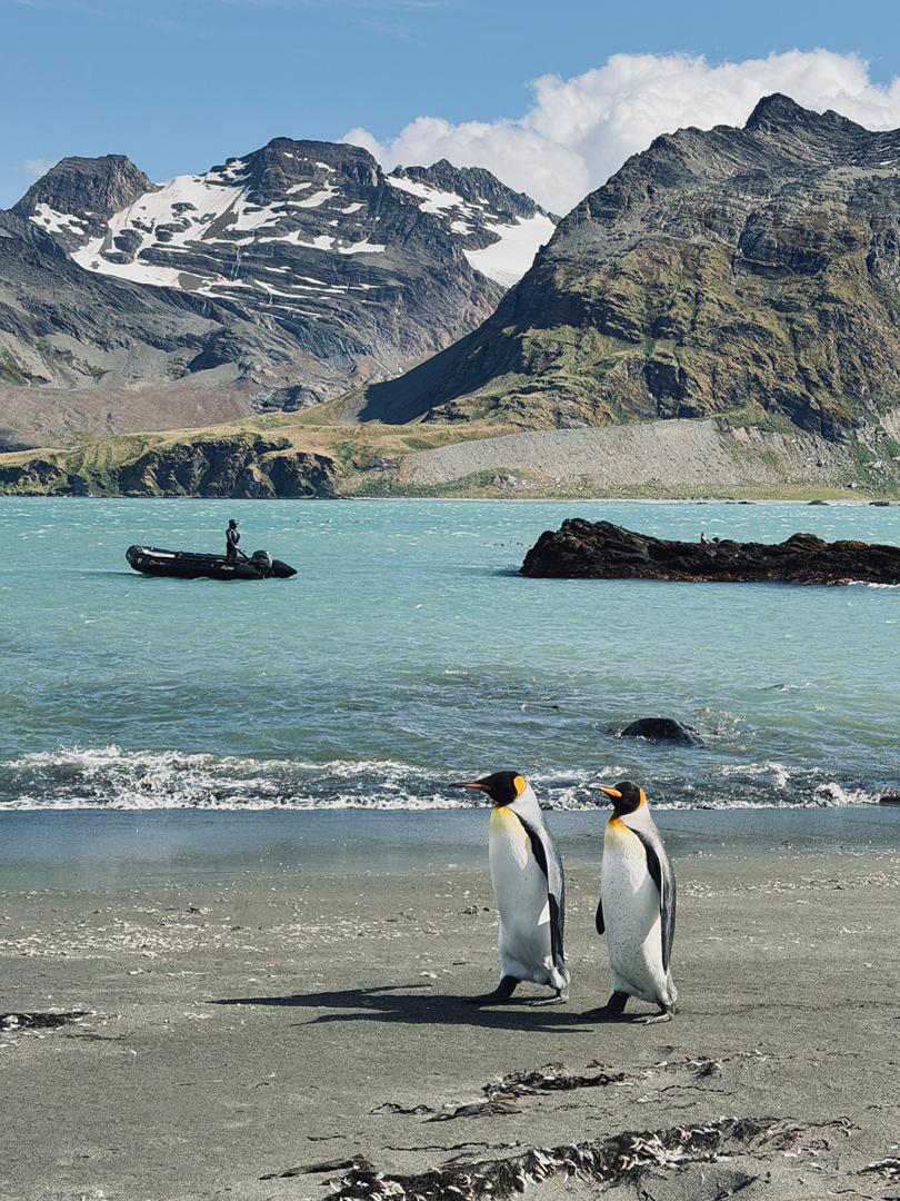 quark south georgia king penguins zodiac landing vivien nyon 2026