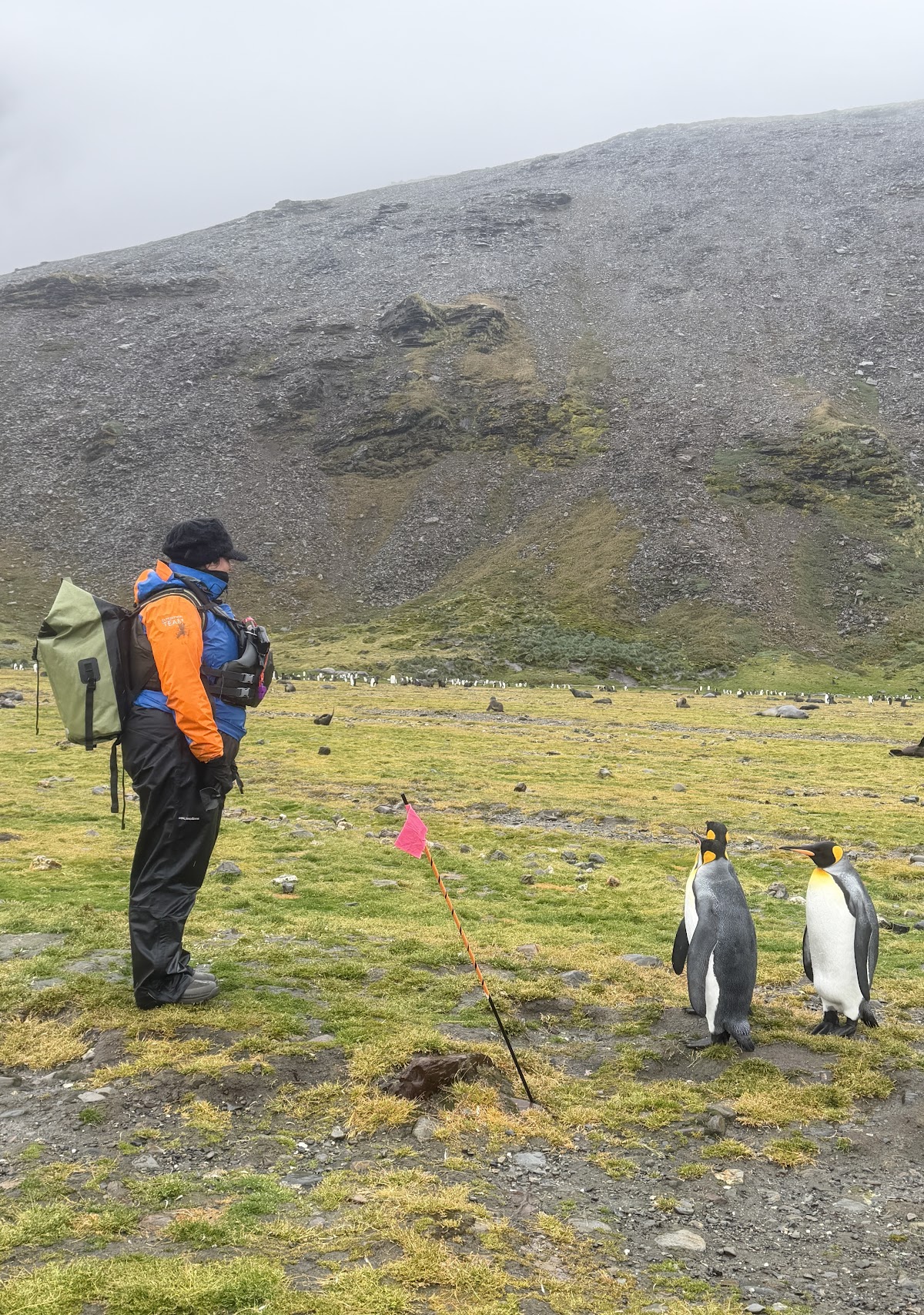quark south georgia traveller with king penguins vivien nyon 2026