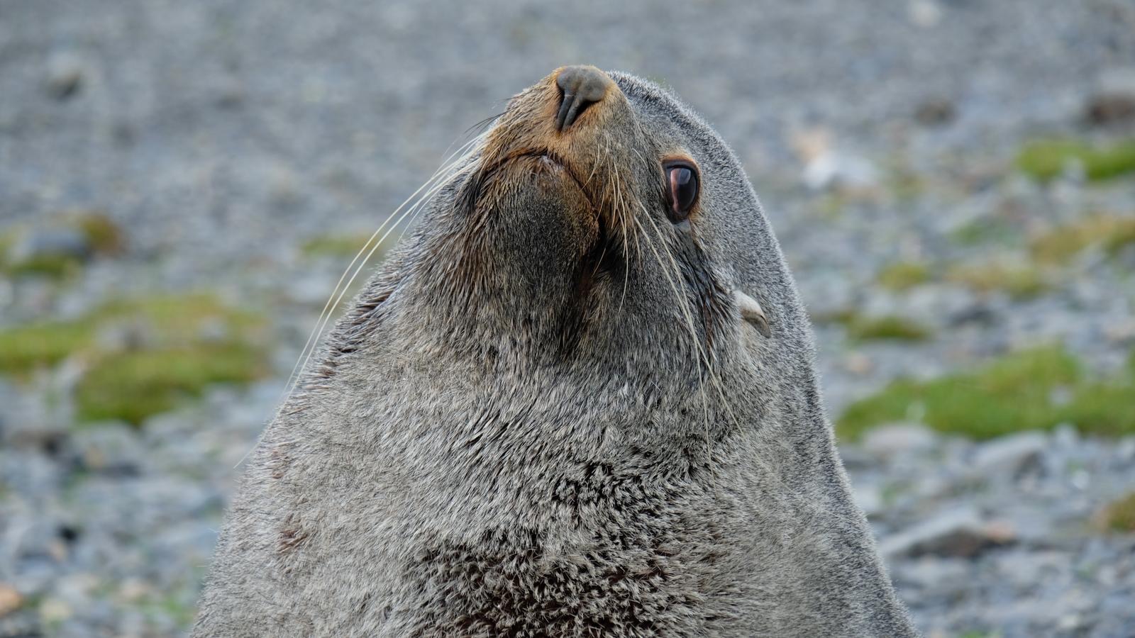 Close-up portrait of an Antarctic fur seal on a Silversea Antarctica expedition