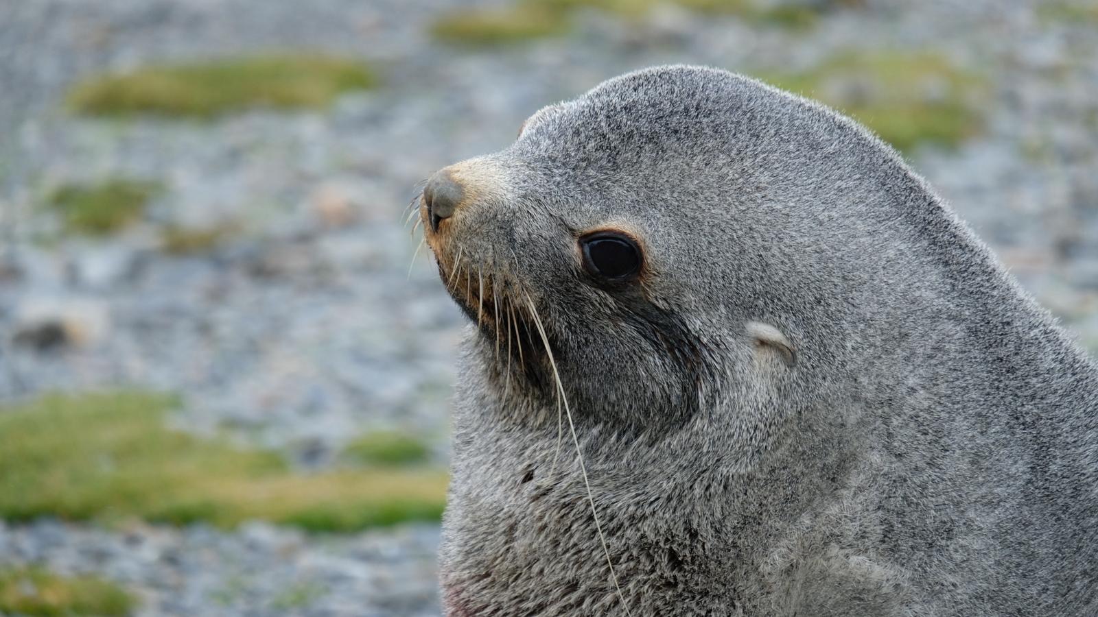 An Antarctic fur seal looking up on a Silversea Antarctica shore landing