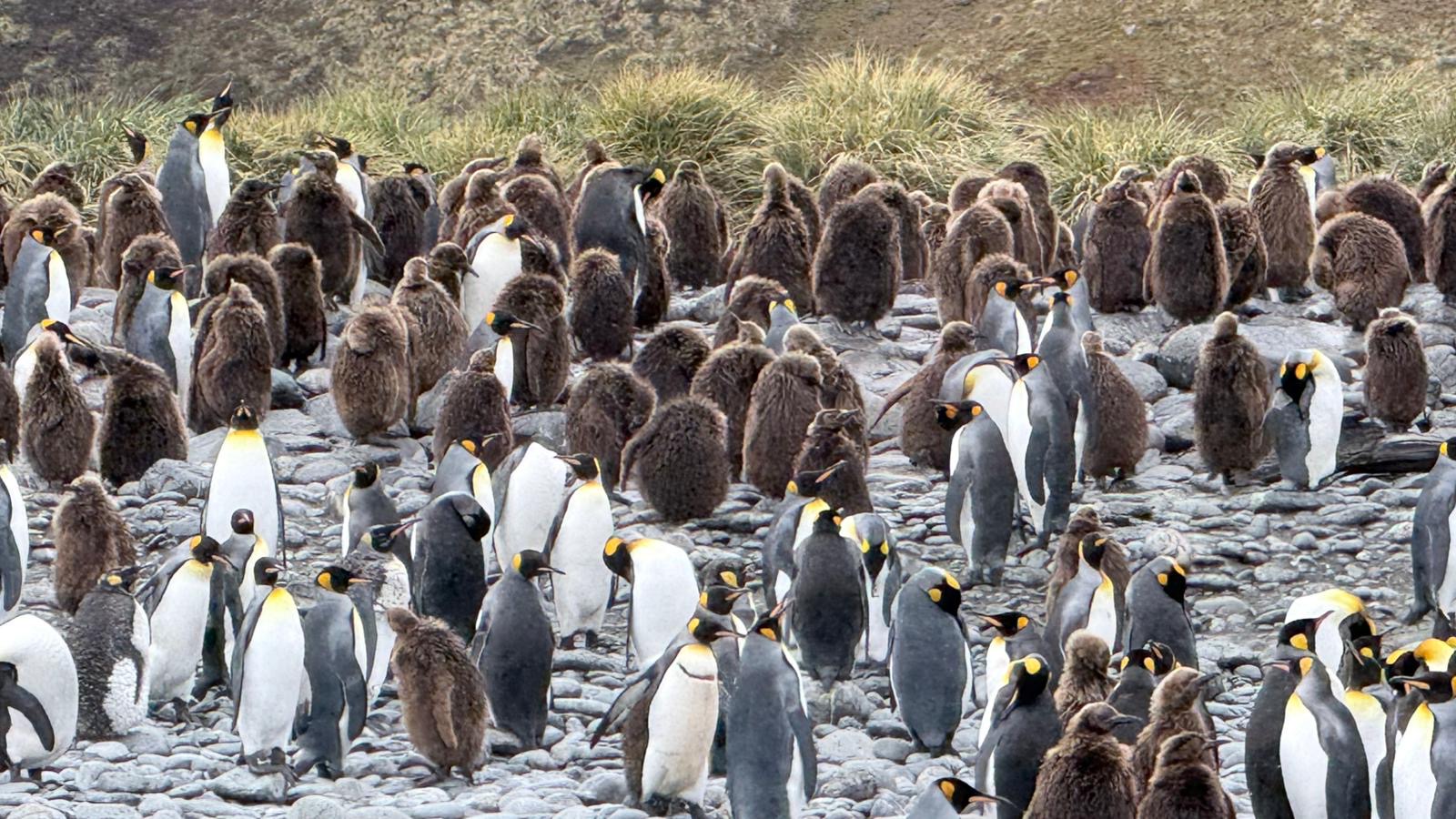 Brown king penguin chicks among adults in a colony on a Silversea Antarctica voyage