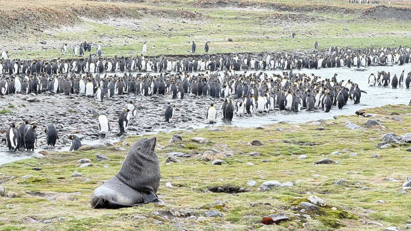 A fur seal among thousands of king penguins on a Silversea Antarctica shore landing