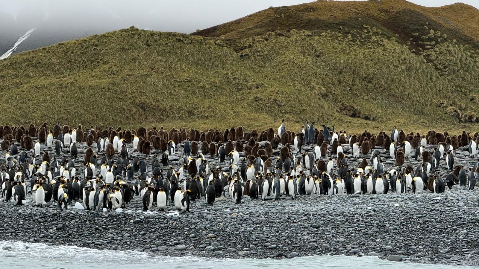 King penguins covering a green hillside on a Silversea Antarctica shore landing