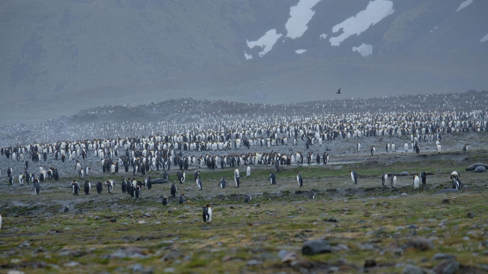 A sprawling king penguin colony covering the plain on a Silversea Antarctica landing