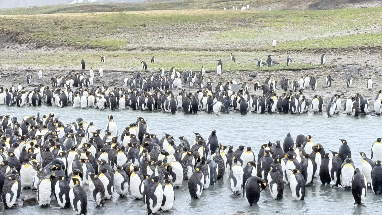 A bustling king penguin rookery photographed on a Silversea Antarctica expedition