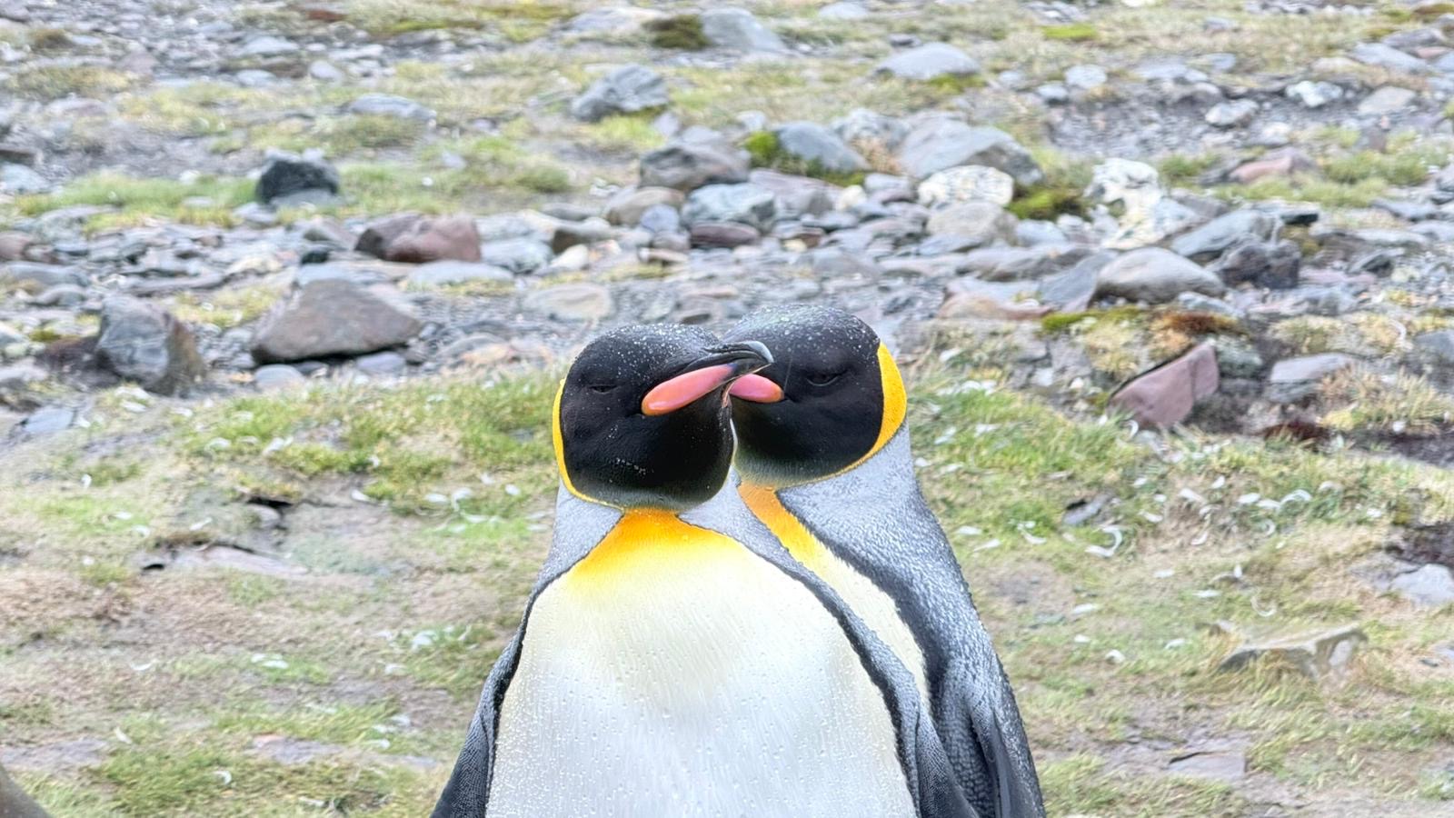 A pair of king penguins in a courtship display on a Silversea Antarctica expedition
