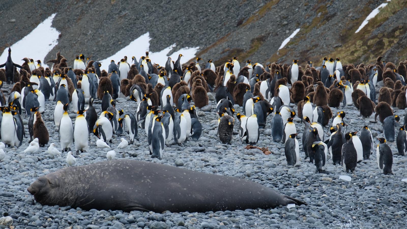 King penguins and an elephant seal sharing a beach on a Silversea Antarctica expedition
