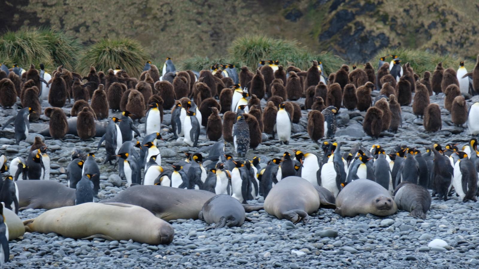 King penguins and elephant seals resting together on a Silversea Antarctica beach