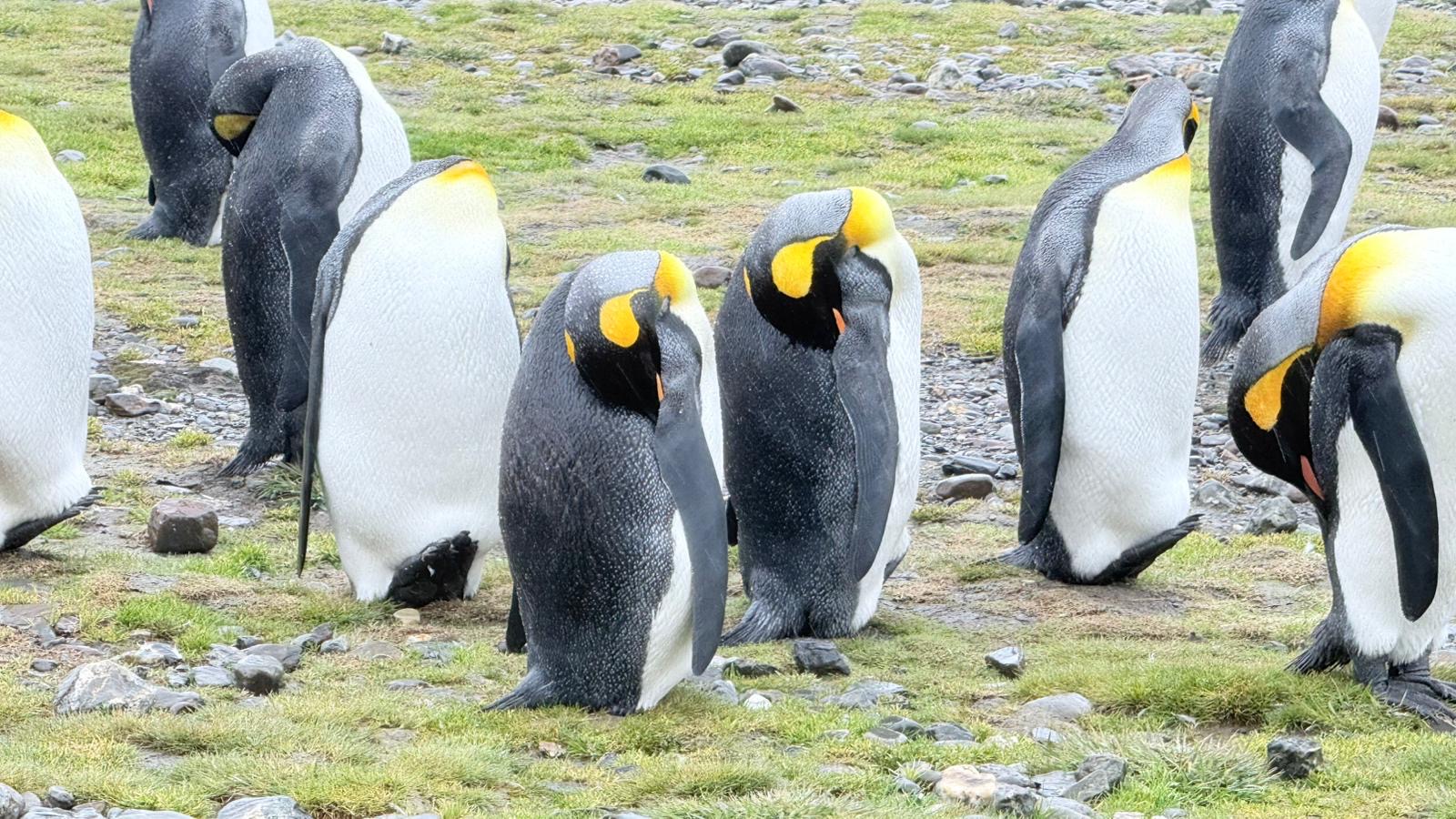 A group of king penguins in tussock grass on a Silversea Antarctica expedition