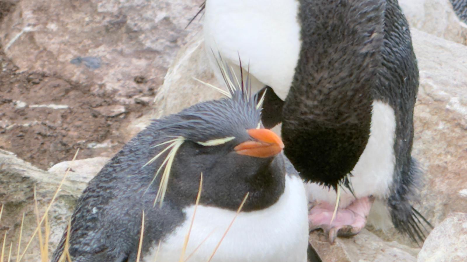 A pair of macaroni penguins on the rocks during a Silversea Antarctica expedition
