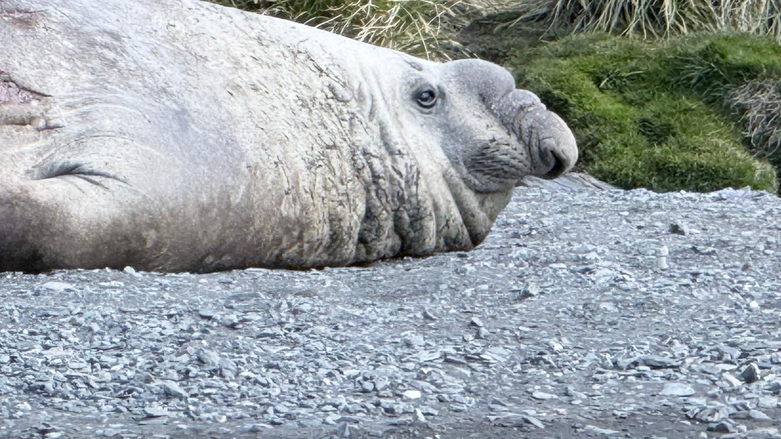 A southern elephant seal resting on a pebble beach during a Silversea Antarctica expedition