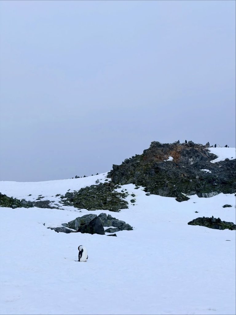 atlas ocean voyages antarctica peninsula snowy hillside landing kelly lau 2025