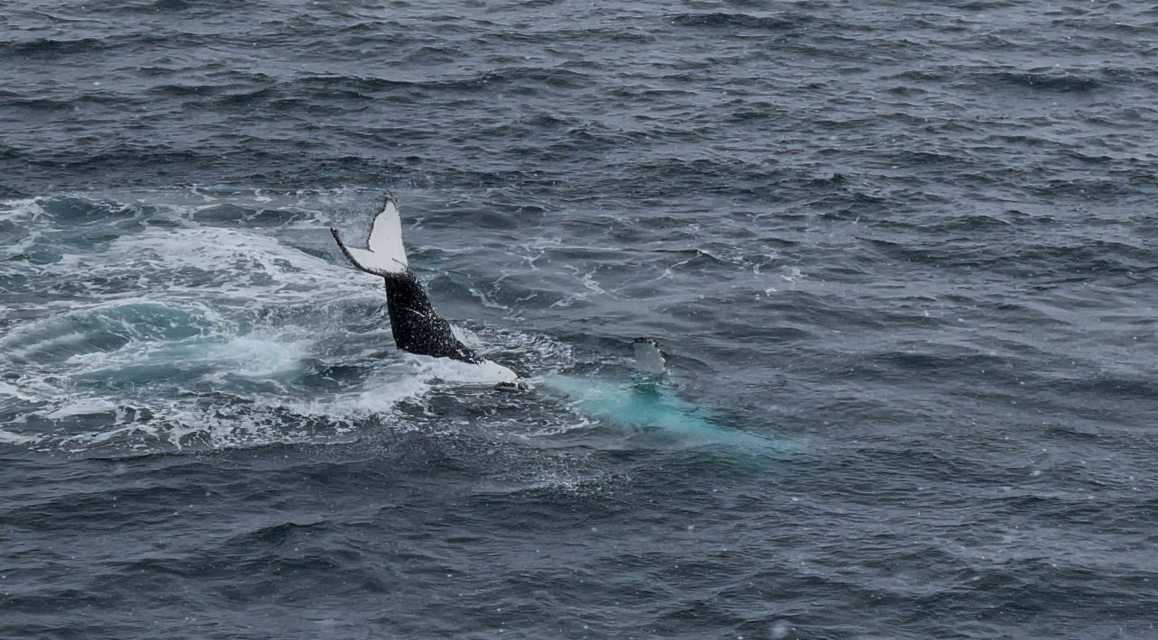 chimu adventures antarctica peninsula whale fluke aaron 24 25